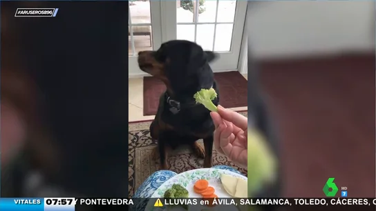 El brócoli no le gusta ni a los perros y este es el vídeo que lo demuestra El brócoli no le gusta ni a los perros y este es el vídeo que lo demuestra