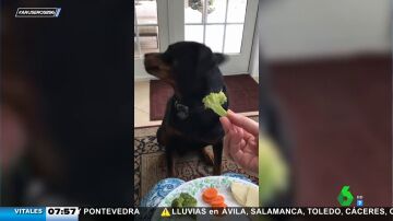 El brócoli no le gusta ni a los perros y este es el vídeo que lo demuestra