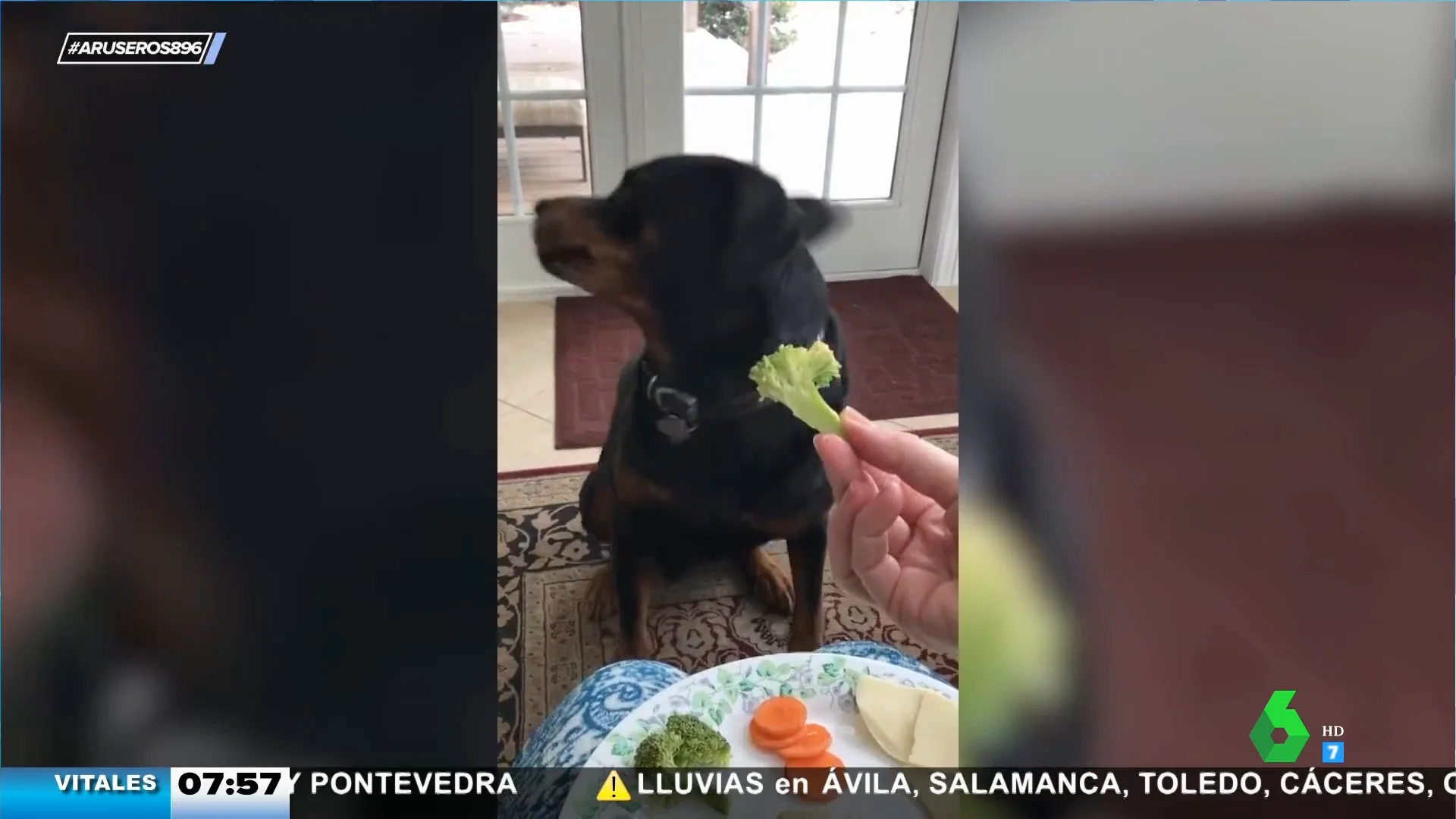 El brócoli no le gusta ni a los perros y este es el vídeo que lo demuestra