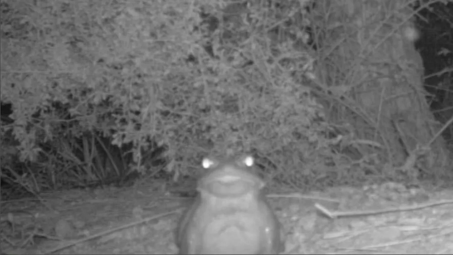 Bufo alvarius en el desierto de Sonora Bufo alvarius en el desierto de Sonora