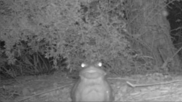 Bufo alvarius en el desierto de Sonora