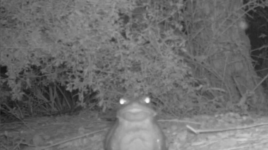 Bufo alvarius en el desierto de Sonora