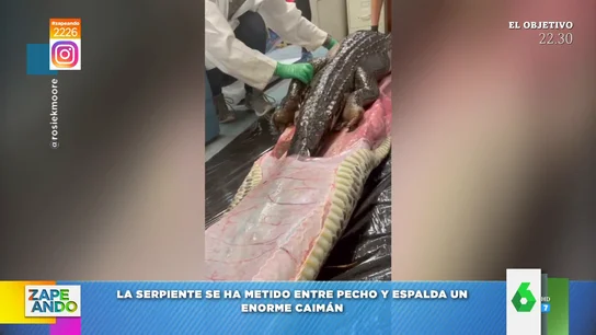 El momento en el que descubren que una serpiente se ha comido un caimán de metro y medio El momento en el que descubren que una serpiente se ha comido un caimán de metro y medio