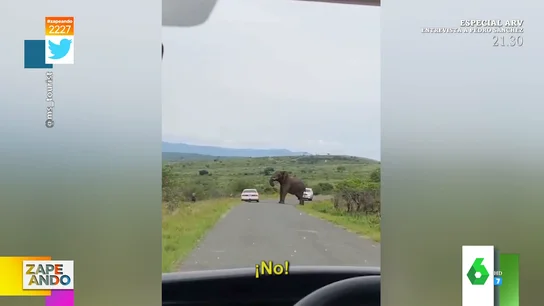El momento en el que un hombre huye atemorizado de un elefante: así sale corriendo de su coche y se adentra en la sabana El momento en el que un hombre huye atemorizado de un elefante: así sale corriendo de su coche y se adentra en la sabana