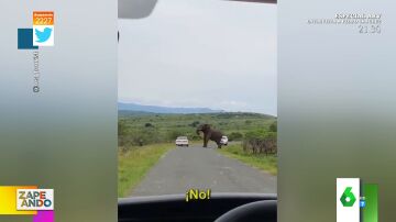 El momento en el que un hombre huye atemorizado de un elefante: así sale corriendo de su coche y se adentra en la sabana