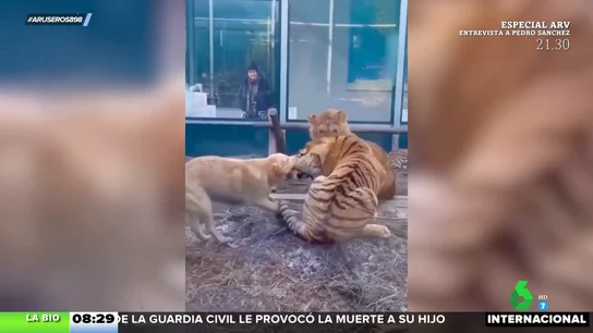 El 'truco' que esconde este vídeo viral de una perra enfrentándose a unos tigres El 'truco' que esconde este vídeo viral de una perra enfrentándose a unos tigres