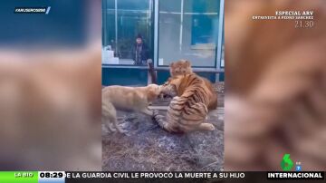 El 'truco' que esconde este vídeo viral de una perra enfrentándose a unos tigres