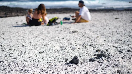 Las playas palomitas de Fuerteventura, en peligro por saqueo Las playas palomitas de Fuerteventura, en peligro por saqueo