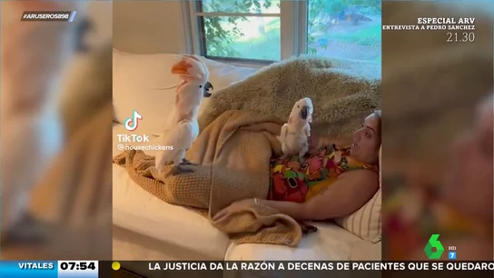 El divertido vídeo viral de dos cacatúas jugando al escondite El divertido vídeo viral de dos cacatúas jugando al escondite