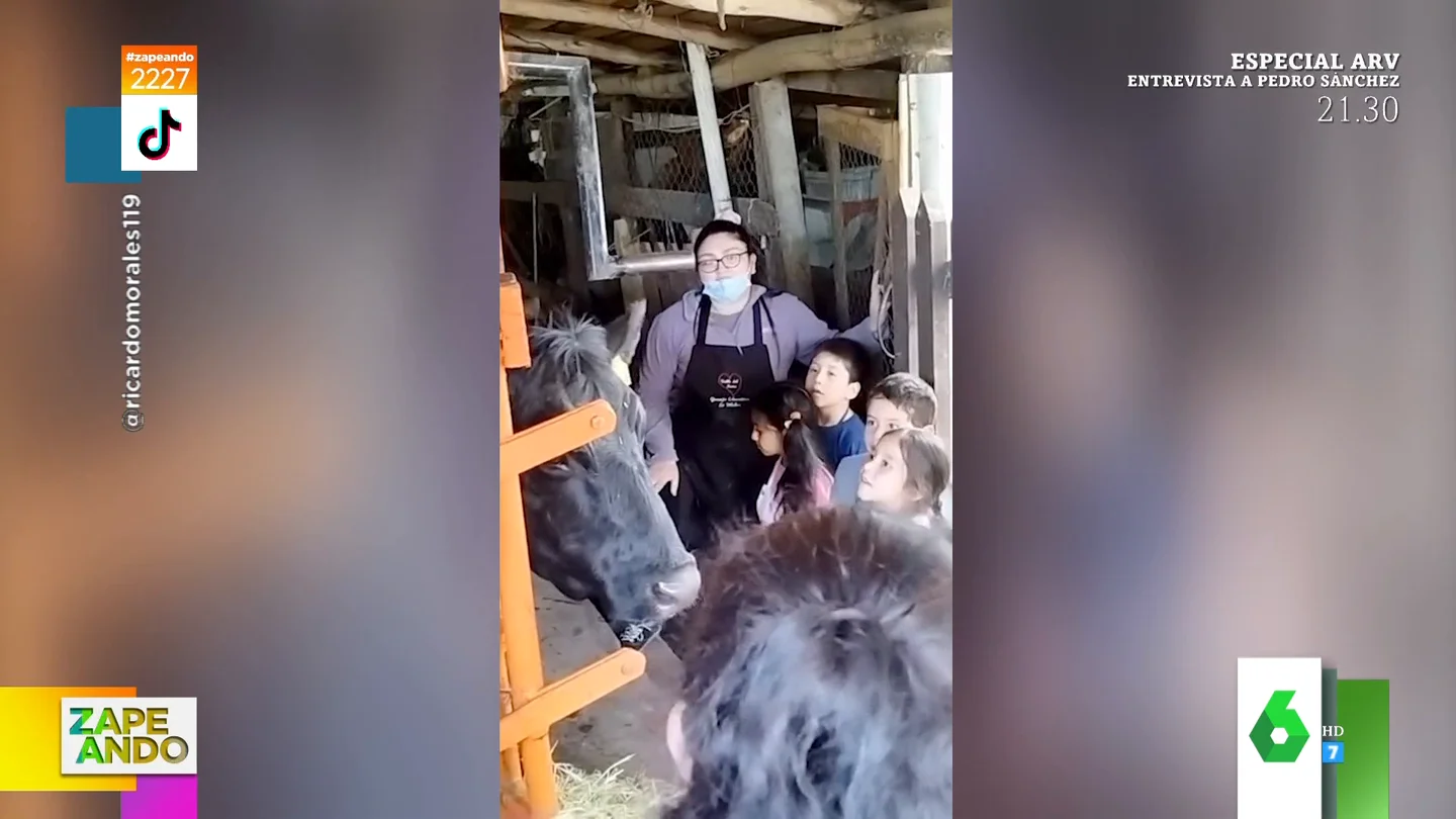 vaca vaca
