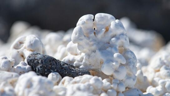 Las playas palomitas en peligro por culpa del saqueo masivo