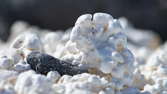 Las playas palomitas en peligro por culpa del saqueo masivo Las playas palomitas en peligro por culpa del saqueo masivo
