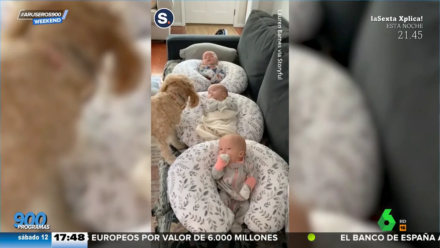Un perro, el ayudante perfecto para 'cuidar' de trillizos Un perro, el ayudante perfecto para 'cuidar' de trillizos
