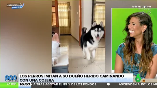 Unos perros cojeando como su dueño te derretirán el corazón Unos perros cojeando como su dueño te derretirán el corazón