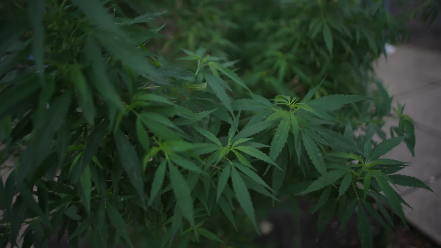 Fotografía de archivo de plantas de marihuana. Fotografía de archivo de plantas de marihuana.