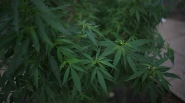 Fotografía de archivo de plantas de marihuana.