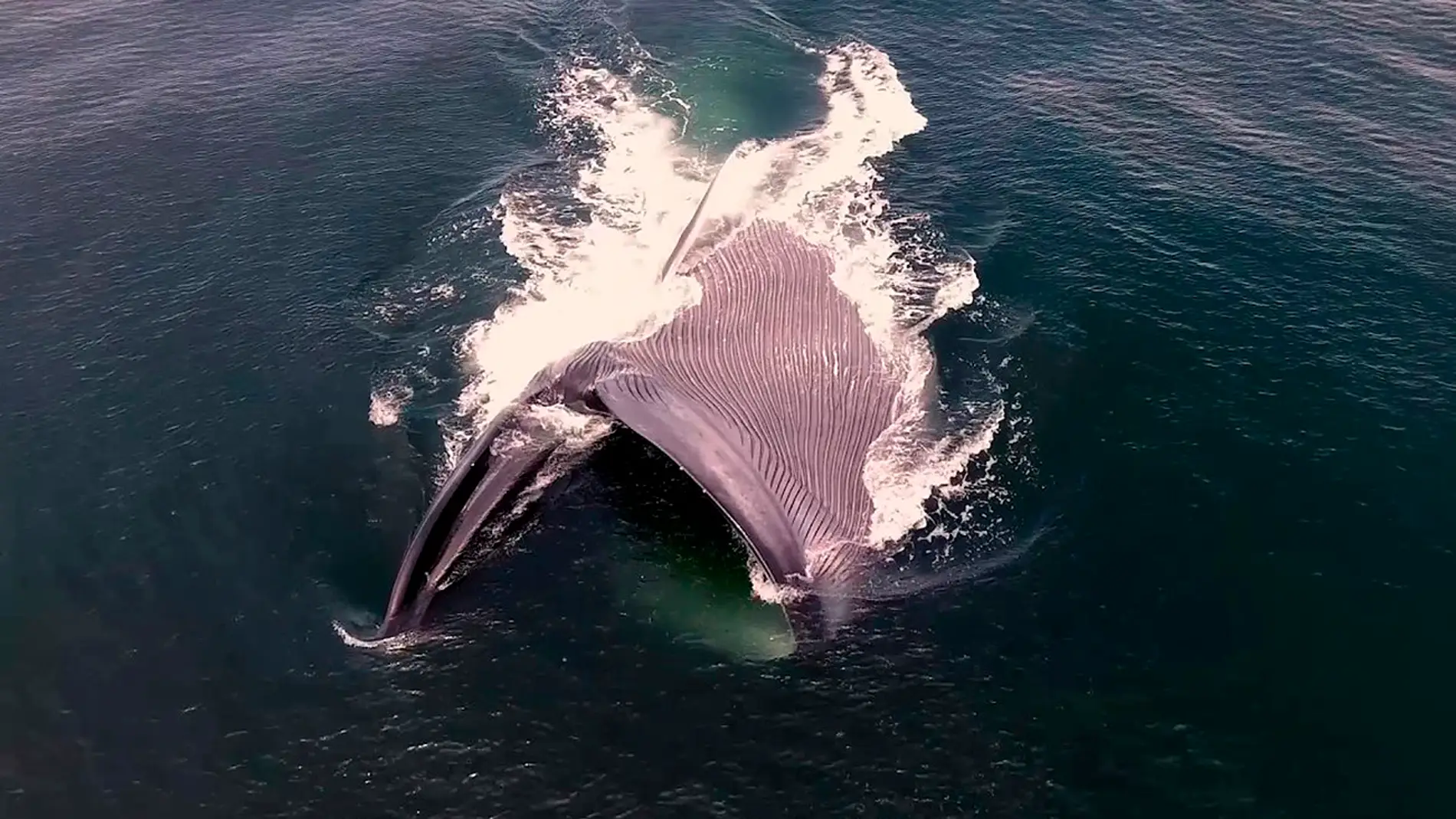 Una ballena azul se alimenta de kril en la costa de California