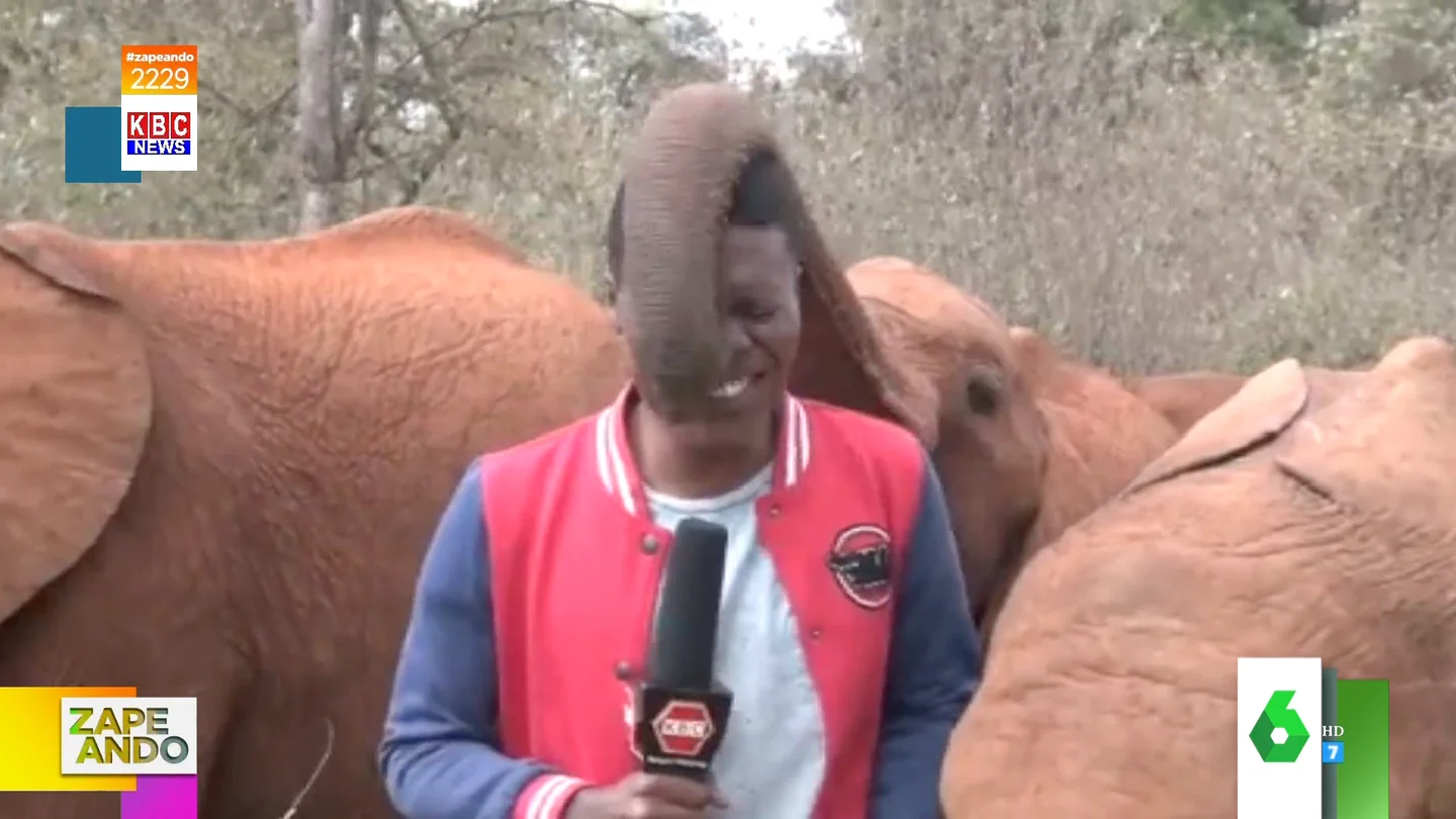 El momento en el que un elefante casi le mete la trompa en la boca a un reportero El momento en el que un elefante casi le mete la trompa en la boca a un reportero