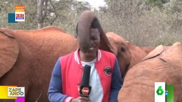 El momento en el que un elefante casi le mete la trompa en la boca a un reportero 