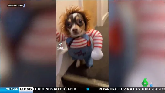 El terroríficamente divertido disfraz de Chucky de este perro El terroríficamente divertido disfraz de Chucky de este perro