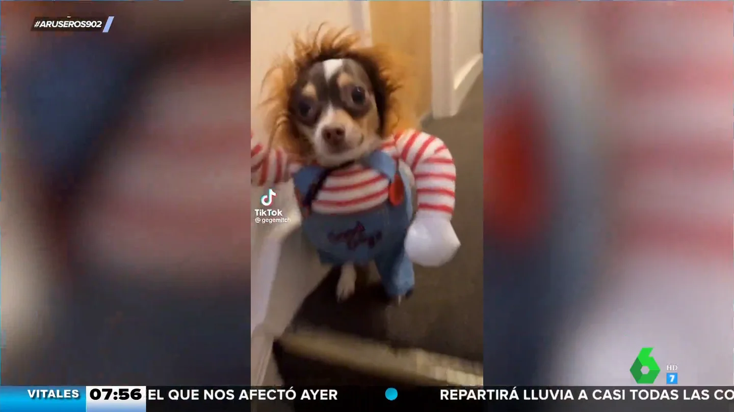 El terroríficamente divertido disfraz de Chucky de este perro El terroríficamente divertido disfraz de Chucky de este perro
