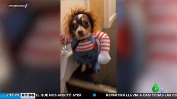 El terroríficamente divertido disfraz de Chucky de este perro