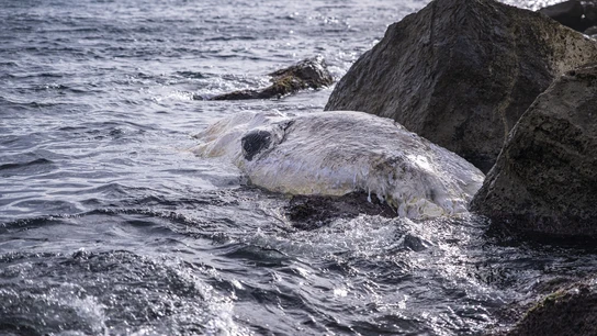 Una ballena queda varada en la costa de Barcelona Una ballena queda varada en la costa de Barcelona