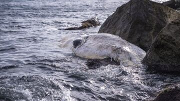 Una ballena queda varada en la costa de Barcelona