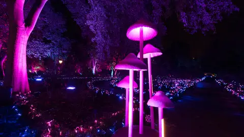 Naturaleza Encendida del Jardín Botánico Naturaleza Encendida del Jardín Botánico