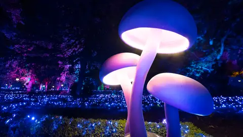 Naturaleza Encendida del Jardín Botánico Naturaleza Encendida del Jardín Botánico