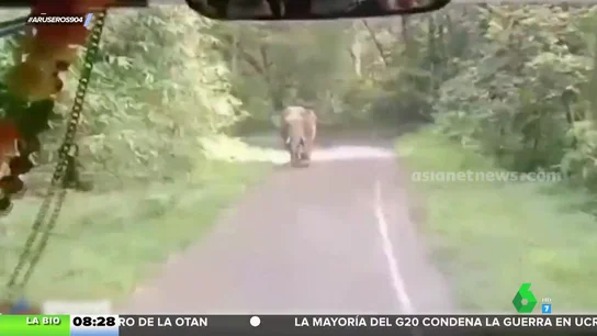 Un conductor de autobús conduce 8 kilómetros marcha atrás para escapar de un elefante Un conductor de autobús conduce 8 kilómetros marcha atrás para escapar de un elefante