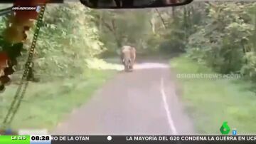 Un conductor de autobús conduce 8 kilómetros marcha atrás para escapar de un elefante