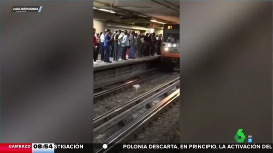 Un perro cae a las vías del metro y corre para no ser atropellado: "Acabó bien de milagro" Un perro cae a las vías del metro y corre para no ser atropellado: "Acabó bien de milagro"