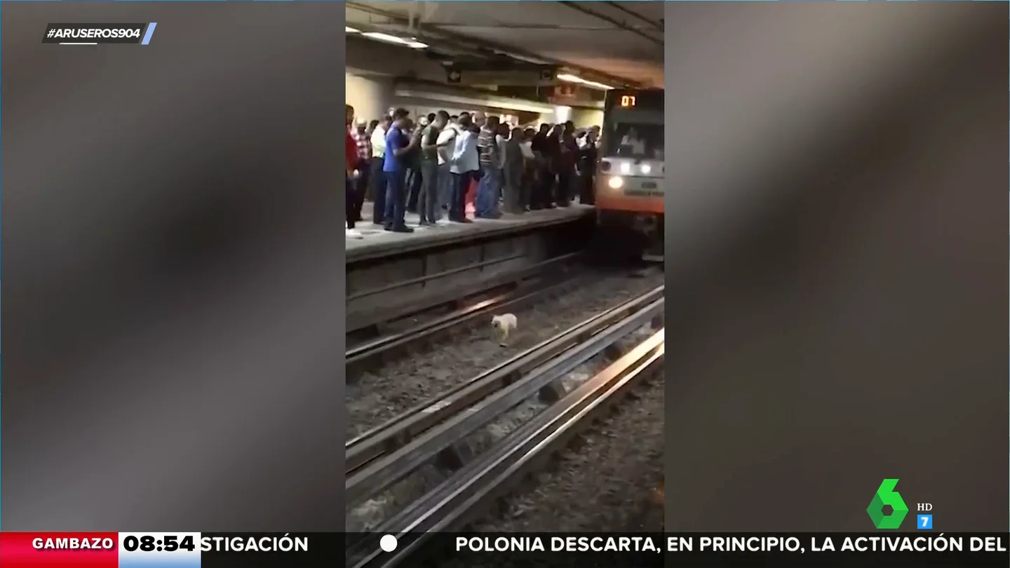 Un perro cae a las vías del metro y corre para no ser atropellado: "Acabó bien de milagro" Un perro cae a las vías del metro y corre para no ser atropellado: "Acabó bien de milagro"