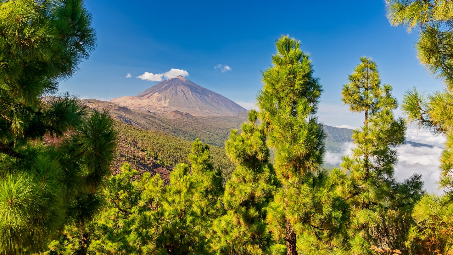 Árboles alrededor del Teide en Tenerife, Islas Canarias