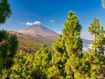 Árboles alrededor del Teide en Tenerife, Islas Canarias Árboles alrededor del Teide en Tenerife, Islas Canarias