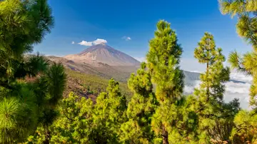 Árboles alrededor del Teide en Tenerife, Islas Canarias Árboles alrededor del Teide en Tenerife, Islas Canarias