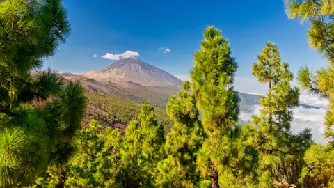 Árboles alrededor del Teide en Tenerife, Islas Canarias Árboles alrededor del Teide en Tenerife, Islas Canarias