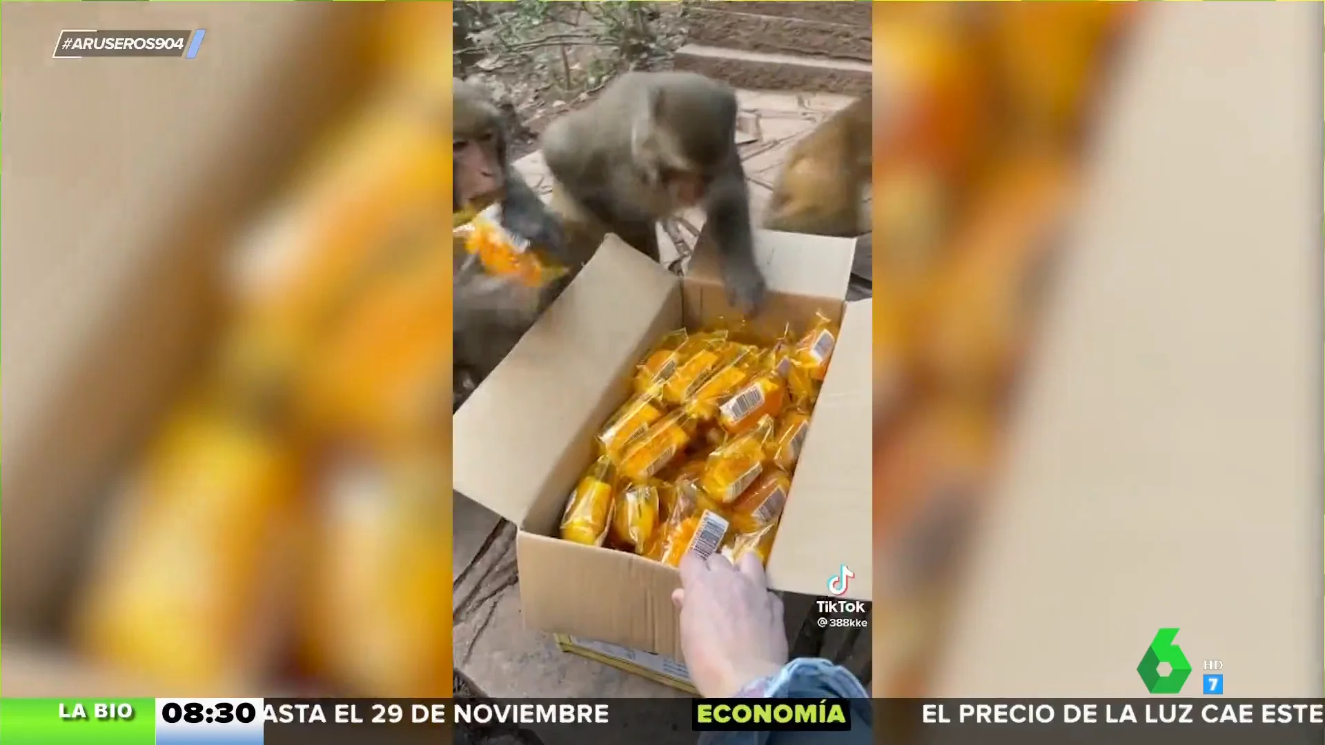 La divertida reacción de estos monos cuando les invitan a merendar: "Acaban con el cargamento en cero coma"