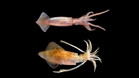 Comparativa de un calamar y una pota Comparativa de un calamar y una pota