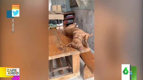 Vídeo viral de un perro cayéndose desde una mesa Vídeo viral de un perro cayéndose desde una mesa