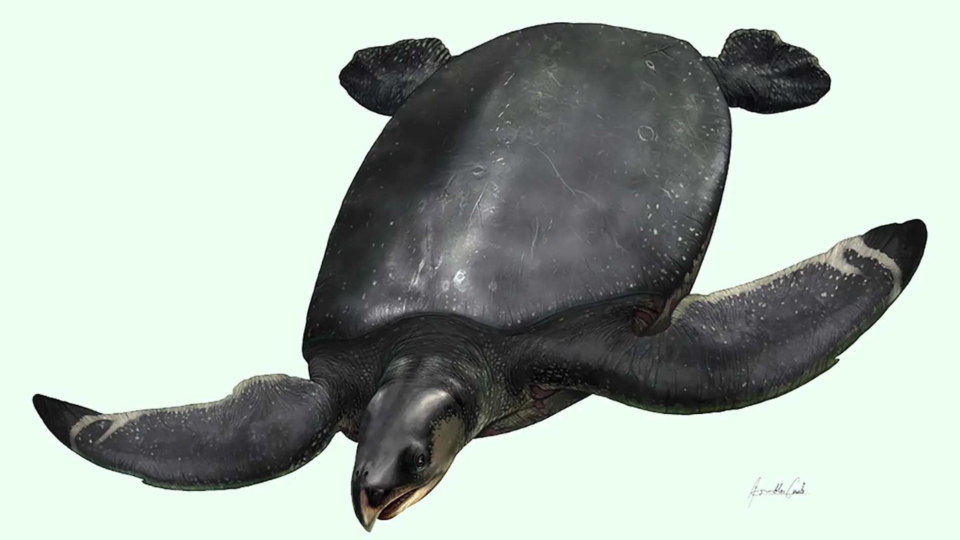 Recreación artística de la nueva especie Leviathanochelys aenigmatica, "la tortuga leviatán enigmática" encontrada en los Pirineos Recreación artística de la nueva especie Leviathanochelys aenigmatica, "la tortuga leviatán enigmática" encontrada en los Pirineos