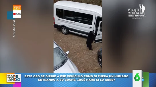 Viral de un oso abriendo una furgoneta y robando palomitas Viral de un oso abriendo una furgoneta y robando palomitas
