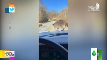 Vídeo viral de un mapache saltando desde un coche en marcha