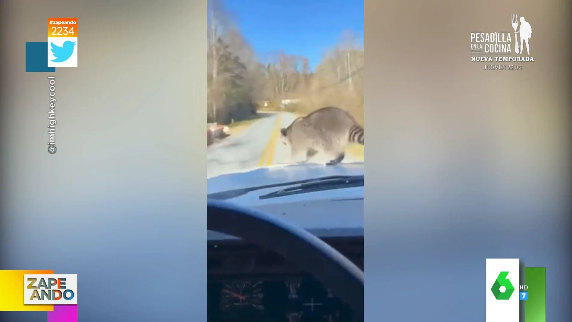 Vídeo viral de un mapache saltando desde un coche en marcha