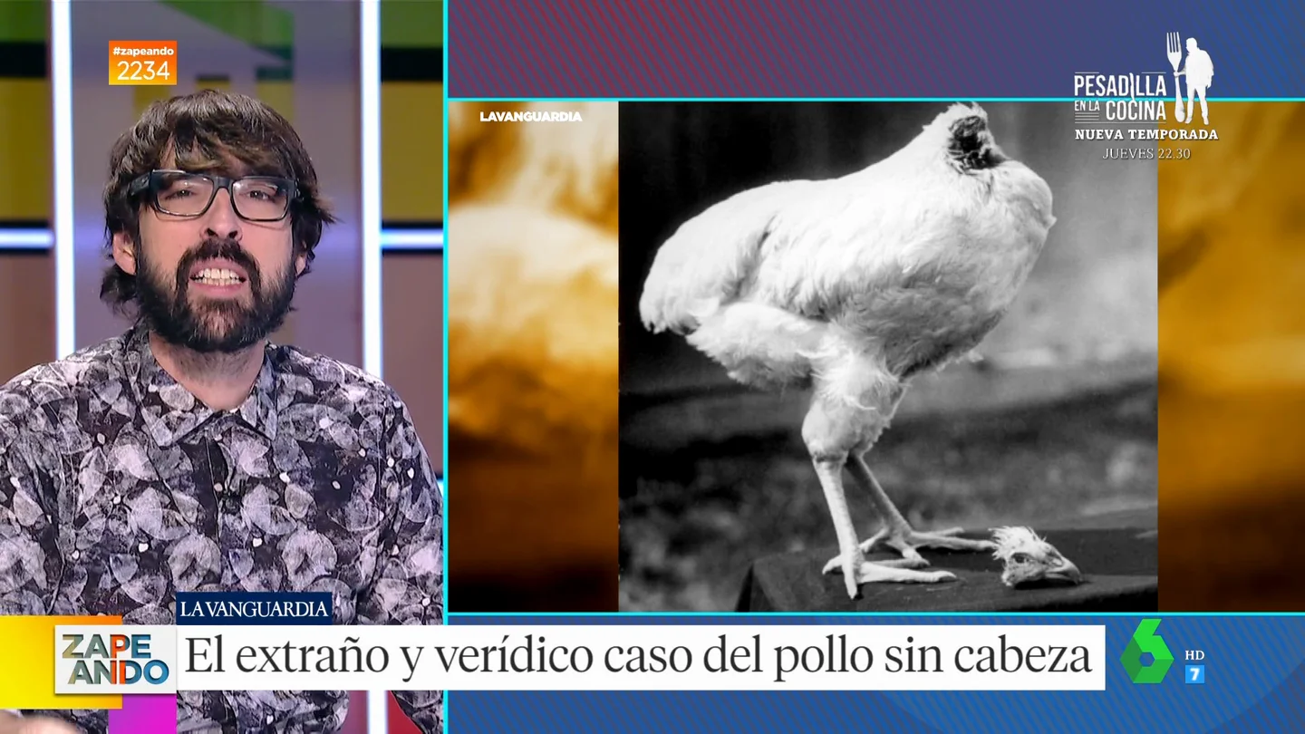 La historia de Mike, un pollo que sobrevivió sin cabeza 18 meses La historia de Mike, un pollo que sobrevivió sin cabeza 18 meses