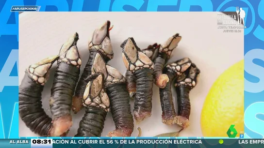 "¿Qué sabrán de la dieta mediterránea?": la prensa inglesa compara los percebes con aliens y 'demogorgons' "¿Qué sabrán de la dieta mediterránea?": la prensa inglesa compara los percebes con aliens y 'demogorgons'