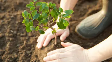 plantar árboles