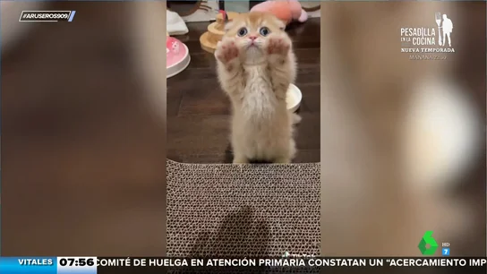 El truco que se esconde tras el vídeo viral de Kukki, el gatito que ha aprendido a ponerse de pie El truco que se esconde tras el vídeo viral de Kukki, el gatito que ha aprendido a ponerse de pie