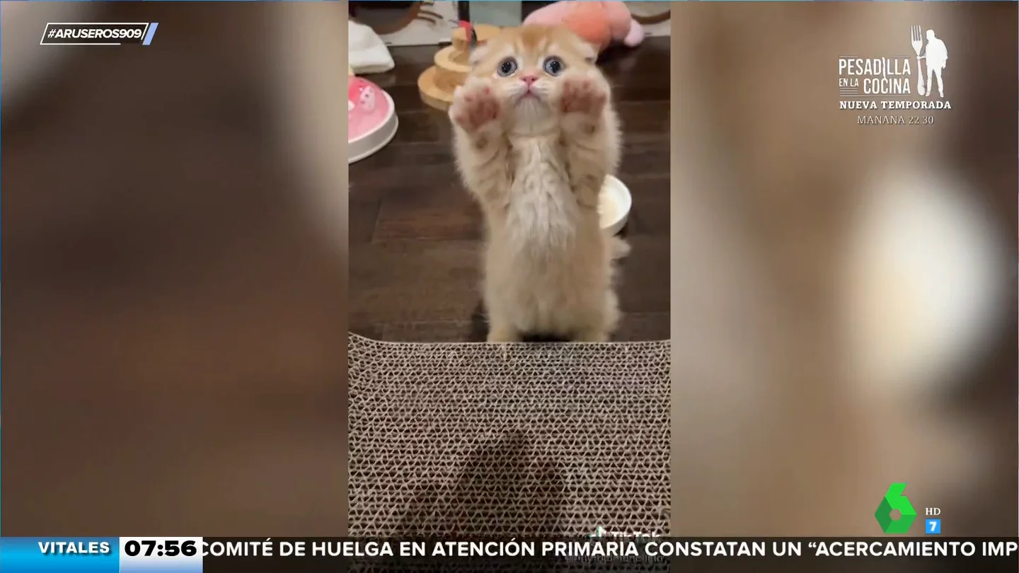 El truco que se esconde tras el vídeo viral de Kukki, el gatito que ha aprendido a ponerse de pie El truco que se esconde tras el vídeo viral de Kukki, el gatito que ha aprendido a ponerse de pie